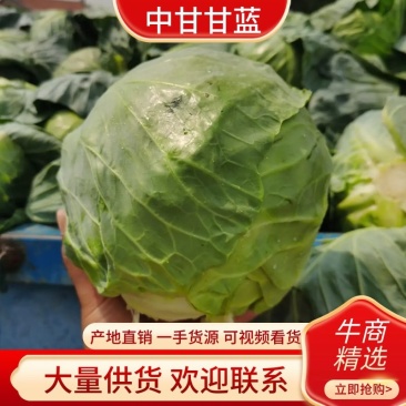 甘蓝大量上市，货源充足，需要的联系我，（视频看货）