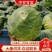 甘蓝大量上市，货源充足，需要的联系我，（视频看货）