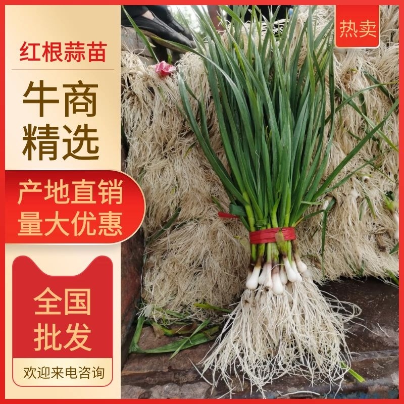 精品蒜苗一点红蒜苗大量上市货源充足产地直销