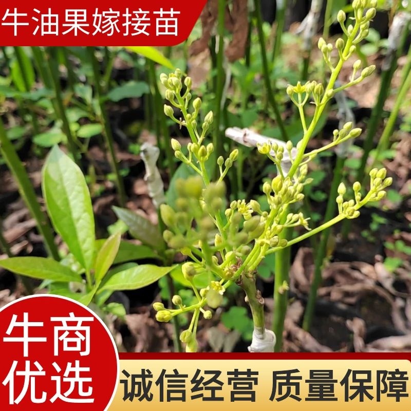 【现货供应】牛油果嫁接苗，产地直发，质量保证，量大价优
