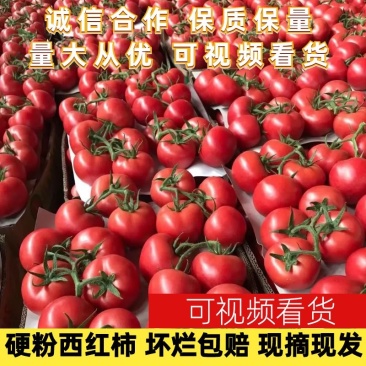 【好货】硬粉西红柿果型高圆,硬度高,色泽好,耐运输