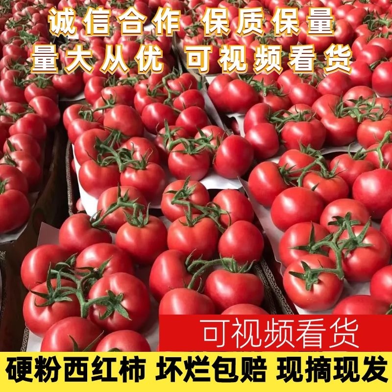 【好货】硬粉西红柿果型高圆，硬度高，色泽好，耐运输