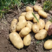 荷兰十五土豆产地直发量大从优欢迎电话合作