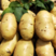 荷兰十五土豆产地直发量大从优欢迎电话合作