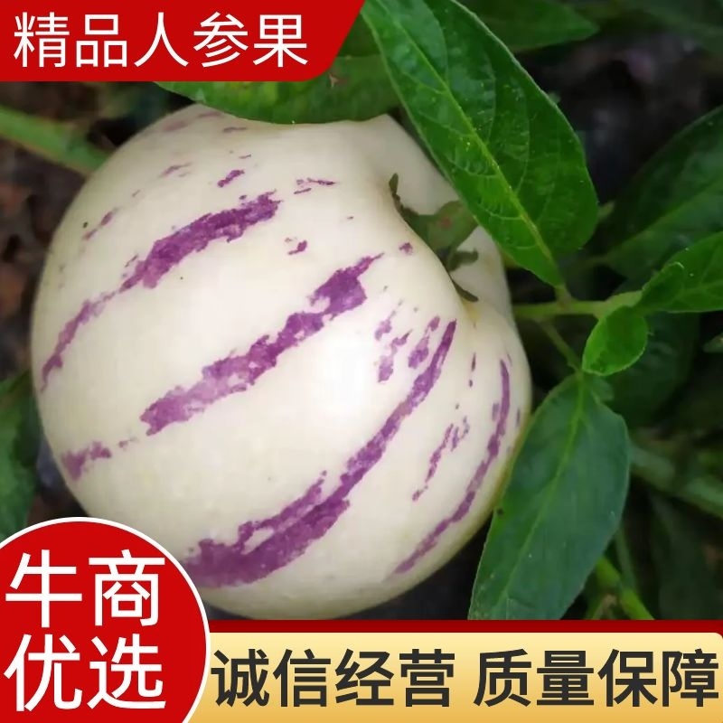 石林人参果自产自销批发，专业电商一件代