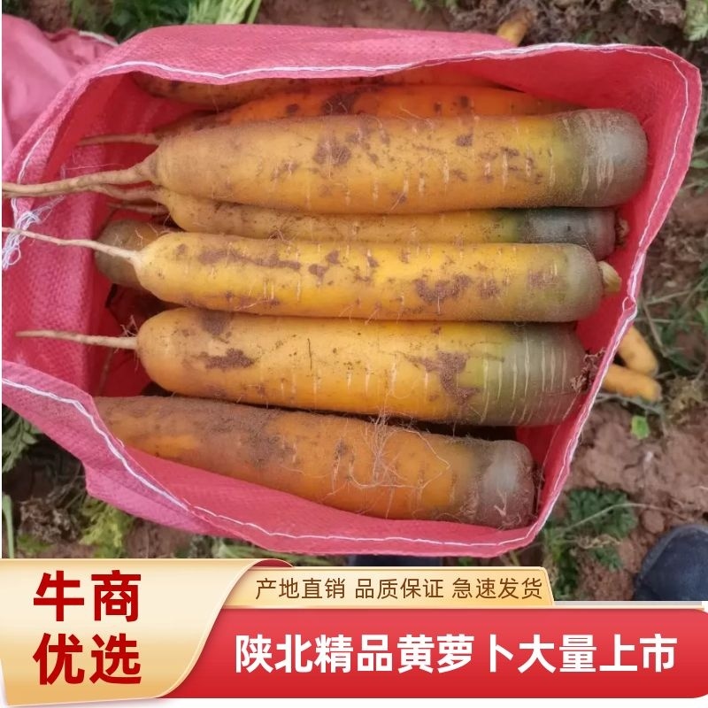 陕北精品黄萝卜大量上市，供应全国各大市场