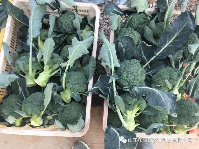 寒美西兰花种子耐抽薹耐热抗病性强