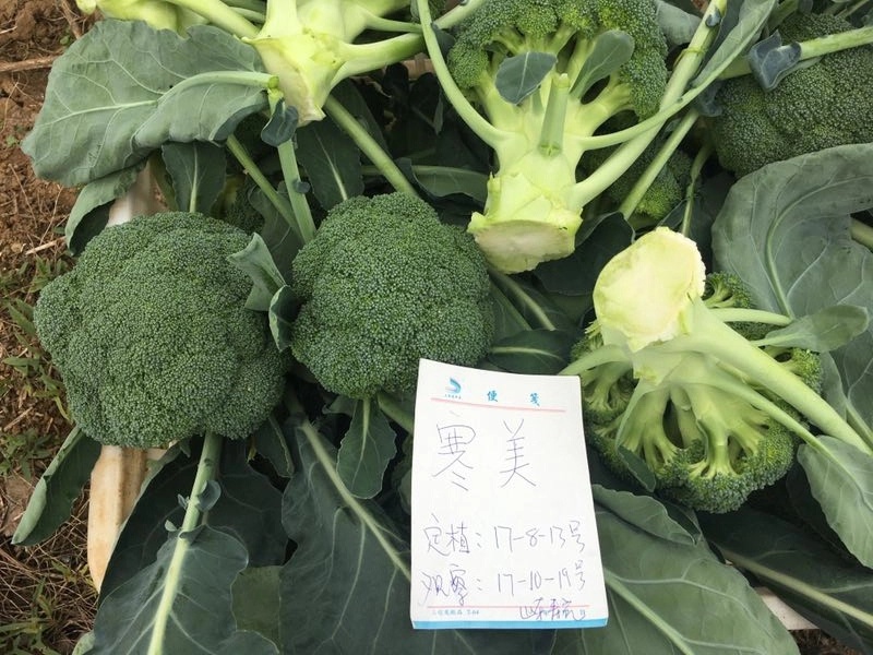 寒美西兰花种子耐抽薹耐热抗病性强
