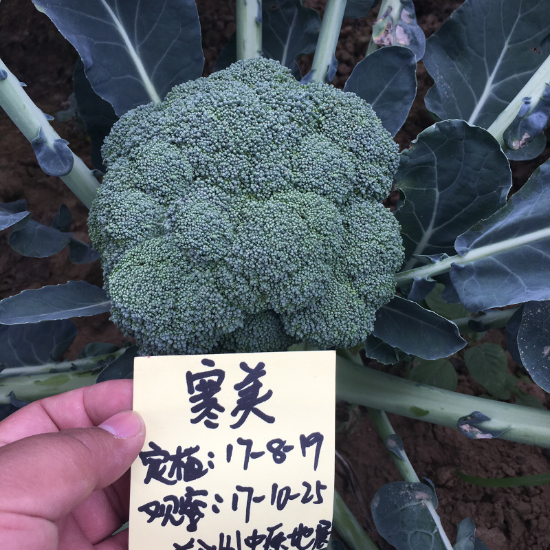 寒美西兰花种子耐抽薹耐热抗病性强