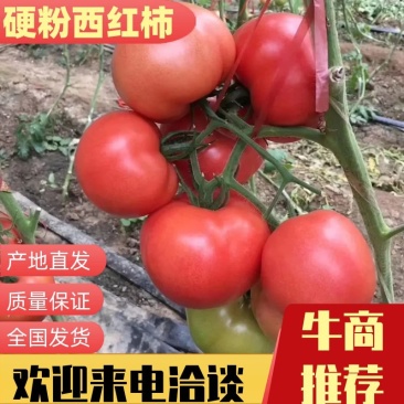 淄博硬粉西红柿，产地直发，量大价优，欢迎进店联系