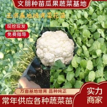 【牛商推荐】山东聊城菜花苗，有机花菜苗，品种纯正基地培育