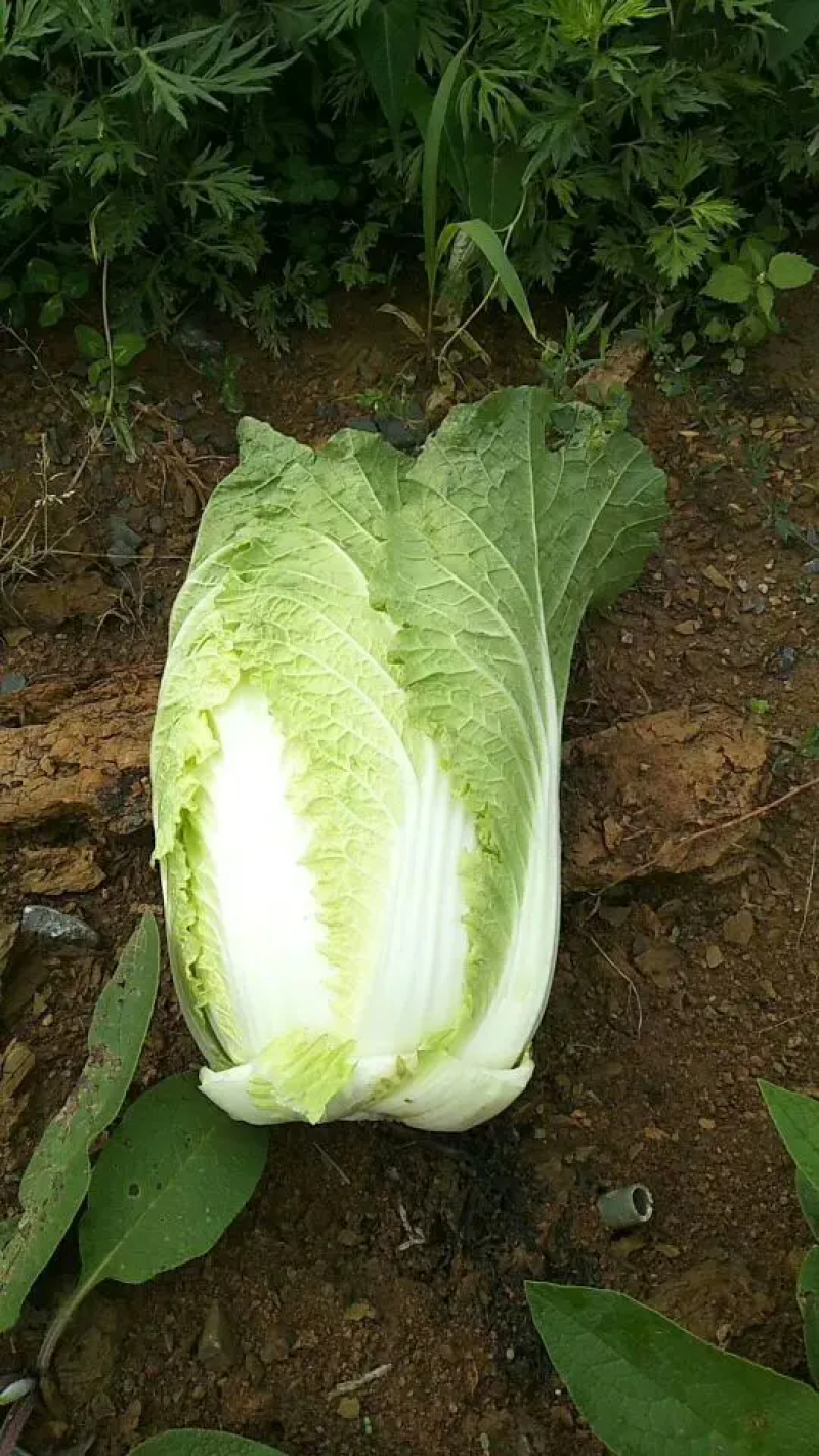 黄心大白菜，义和秋大白菜大量上市中！产地直发，欢迎联系