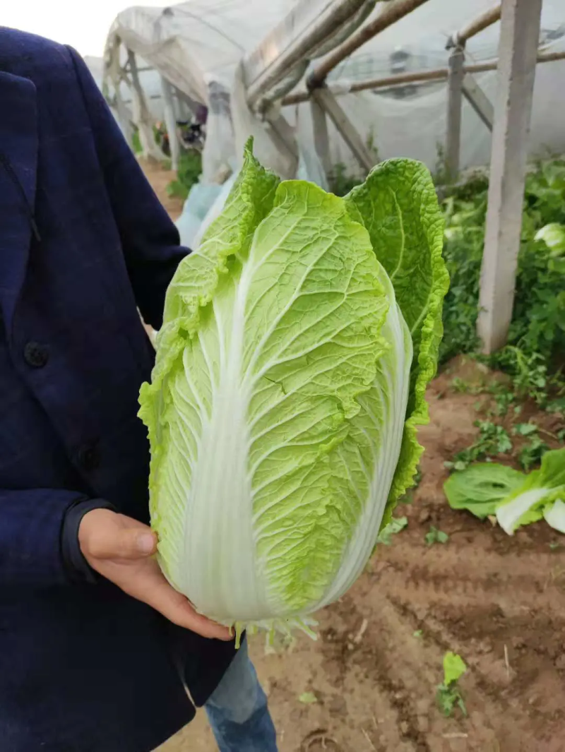 黄心大白菜，义和秋大白菜大量上市中！产地直发，欢迎联系