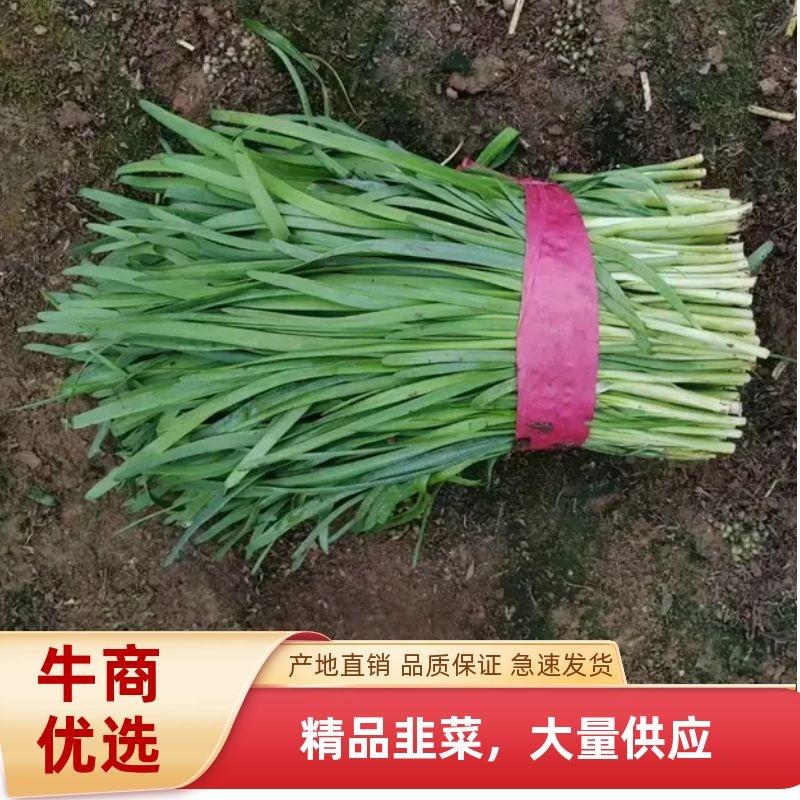 【热销】河南韭菜40公分起产地直发一手货源
