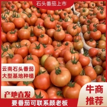云南石头番茄大型基地种植一条龙服务认客户满意的质量