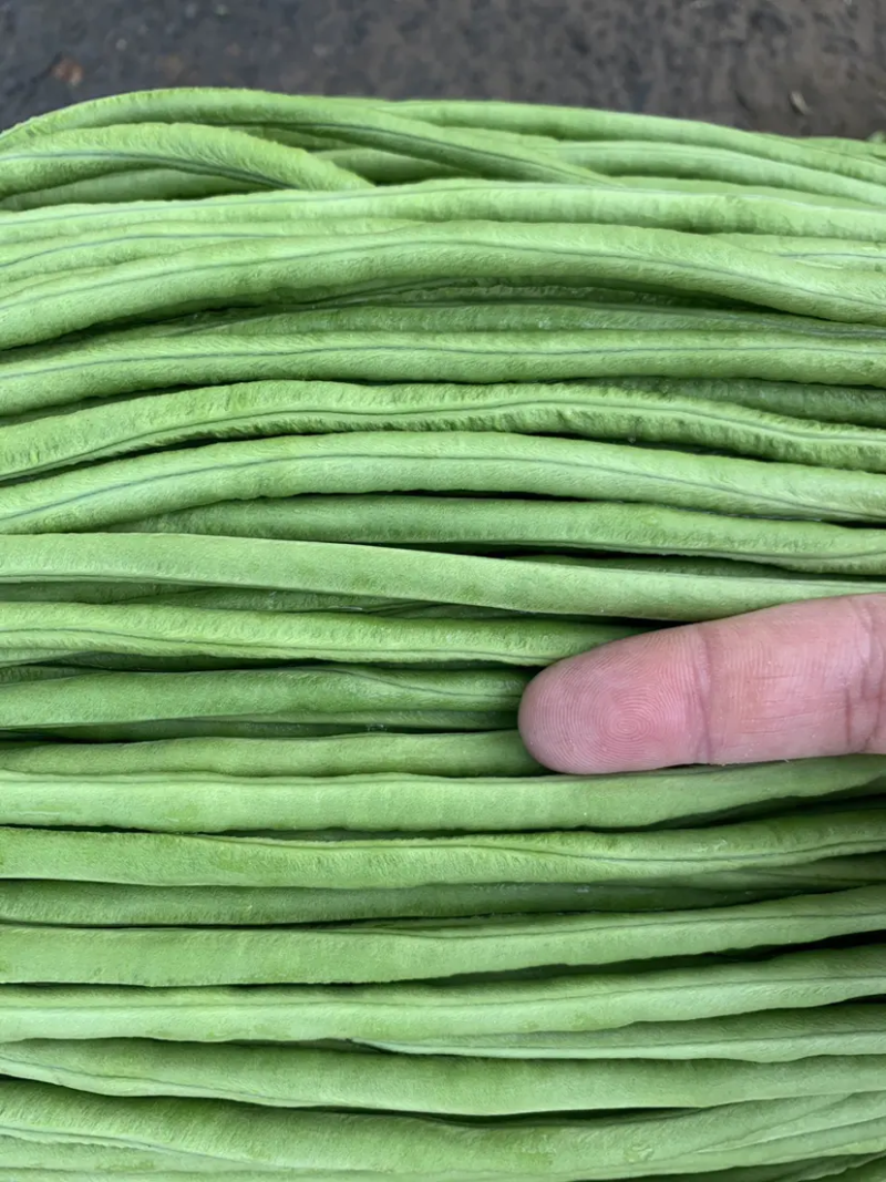 长豆角豇豆大量上市颜色好条型均匀货量大
