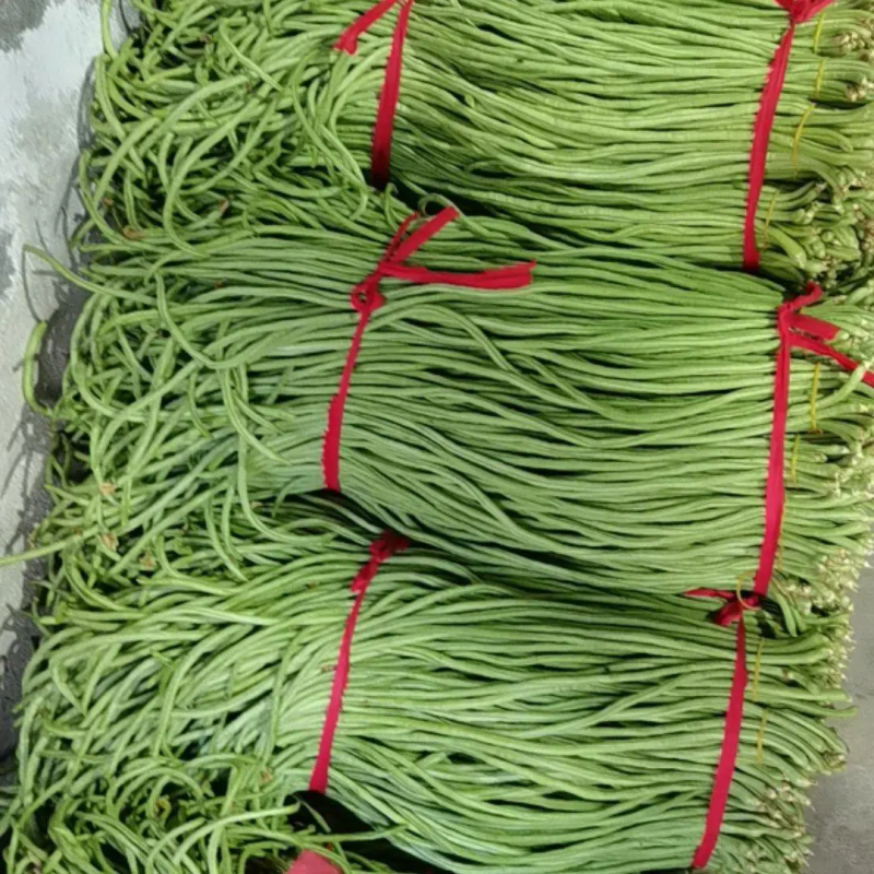 长豆角豇豆大量上市颜色好条型均匀货量大