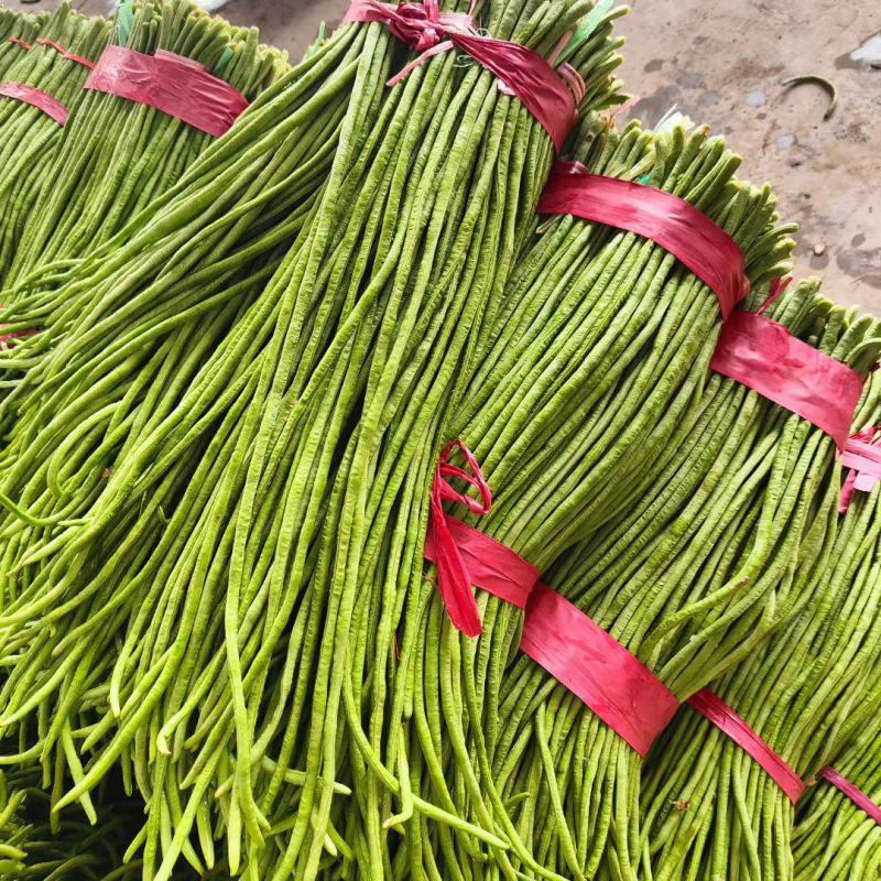 长豆角豇豆大量上市颜色好条型均匀货量大