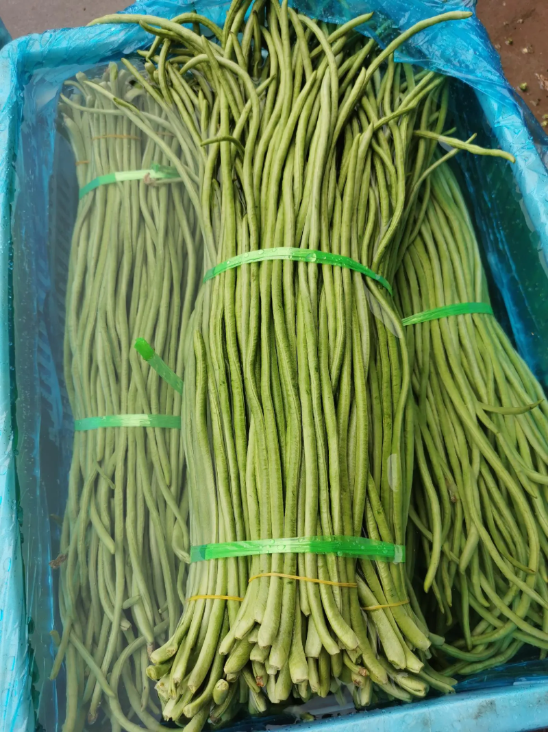 长豆角豇豆大量上市颜色好条型均匀货量大