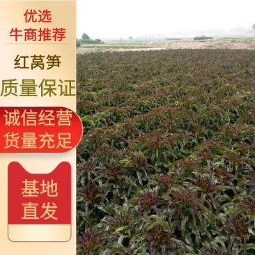 红莴笋专业代办价格优惠量大从优