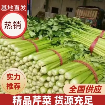 芹菜精品西芹河北发货新鲜蔬菜批发欢迎选购