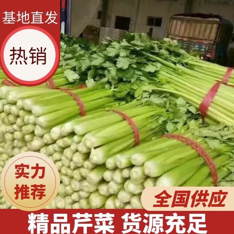 芹菜精品西芹河北发货新鲜蔬菜批发欢迎选购