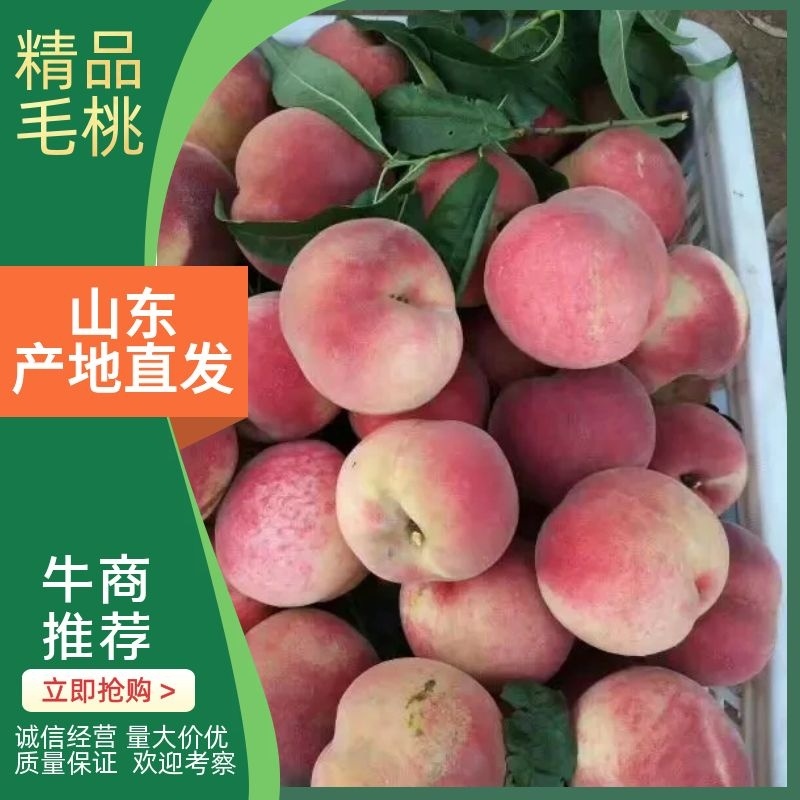 【精品】山东毛桃产地直销量大价优诚信经营欢迎考察