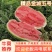 【牛商推荐】精品金城5号西瓜基地直发量大从优欢迎来电