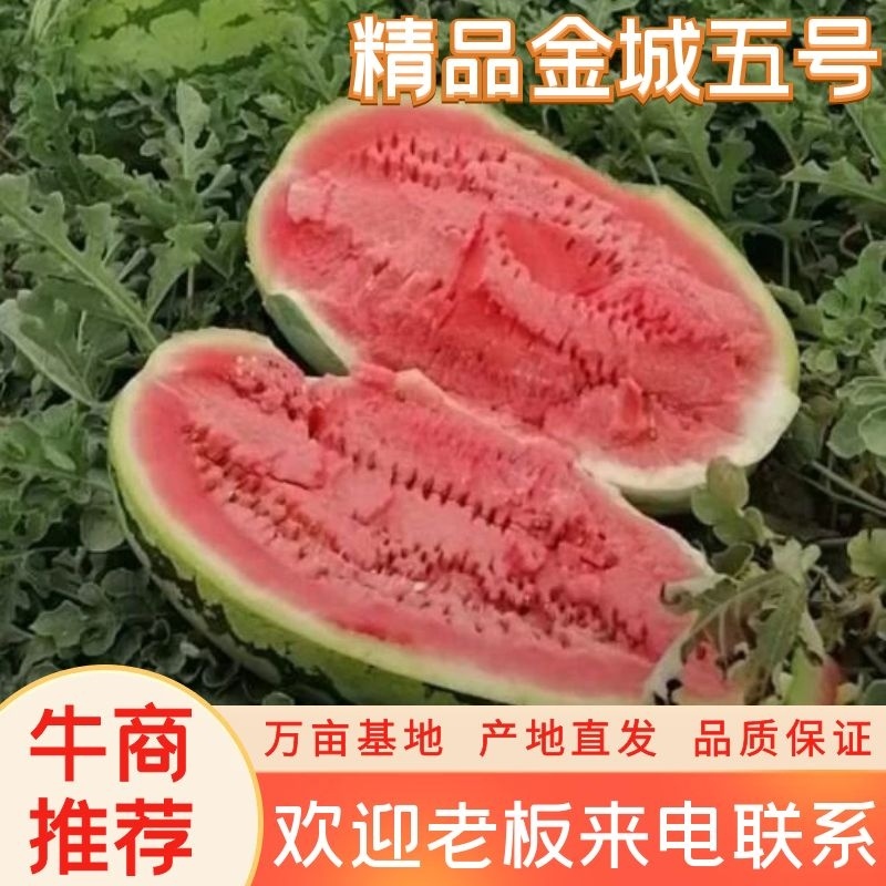 【牛商推荐】精品金城5号西瓜基地直发量大从优欢迎来电