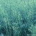 清水黄花菜原材料产地直发价格实惠万亩菜地大量走货价格优惠
