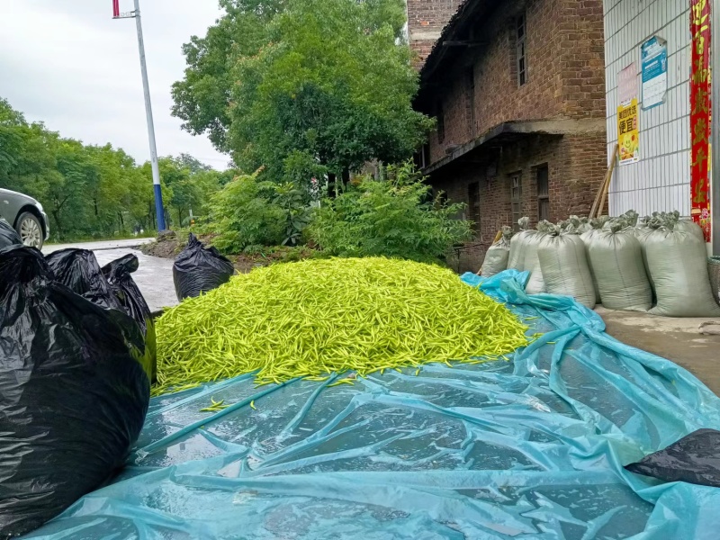 清水黄花菜原材料产地直发价格实惠万亩菜地大量走货价格优惠