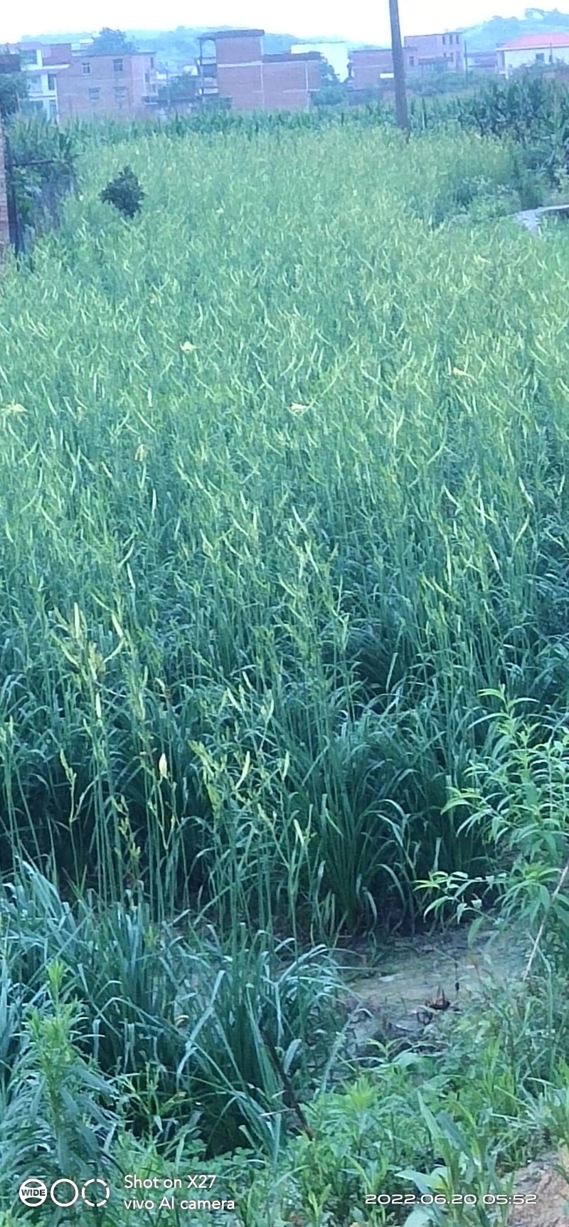 【批发】2025年新货黄花菜包邮支持代加工贴牌保质
