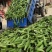 甜糯玉米，大量上市，颜色青绿，个头大，耐运输，一手货源…