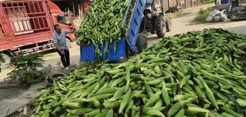 甜糯玉米，大量上市，颜色青绿，个头大，耐运输，一手货源…