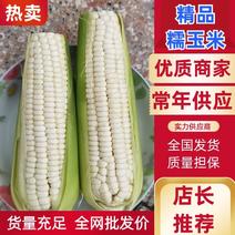 【优质】白糯玉米，花糯玉米上市中，支持整车供应，全国发货