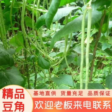 【热卖】精品豇豆现货供应量大从优欢迎选购
