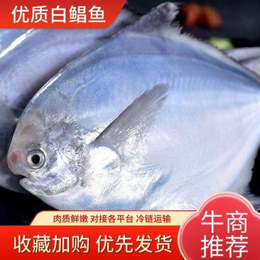 东海白鲳鱼银鲳鱼实力厂家一手货源大型批发商采购更优惠