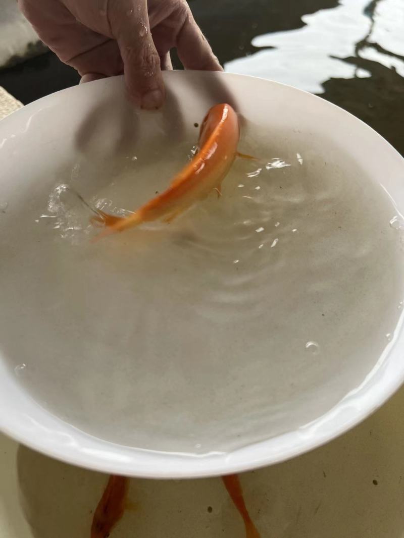 红鲤鱼苗产地直发品种好规格齐全包技术指导鲜活发货