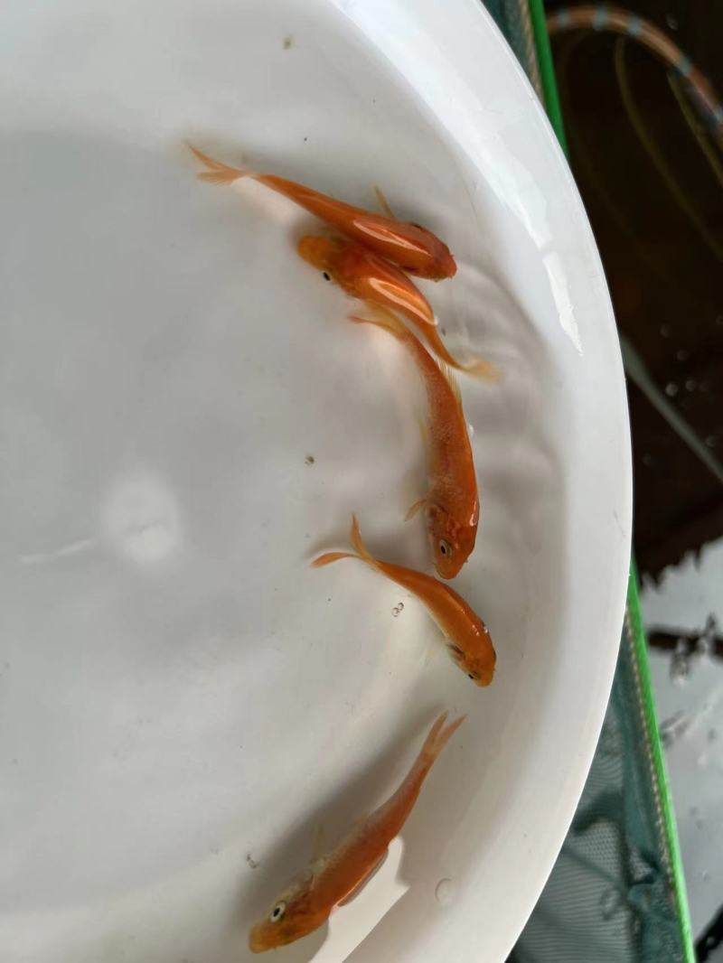 红鲤鱼苗产地直发品种好规格齐全包技术指导鲜活发货