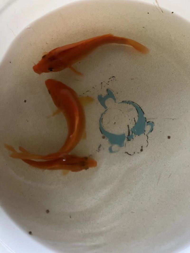 红鲤鱼苗产地直发品种好规格齐全包技术指导鲜活发货