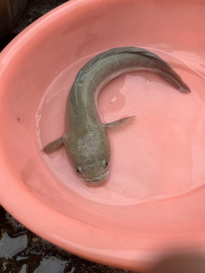 七星鱼苗大小都有规格齐全品种纯正厂家直销