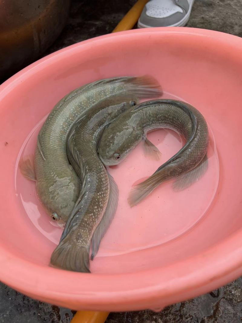 七星鱼苗大小都有规格齐全品种纯正厂家直销