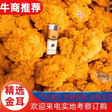 云南工厂化种植鲜金耳黄金耳量大价优支持一件代发