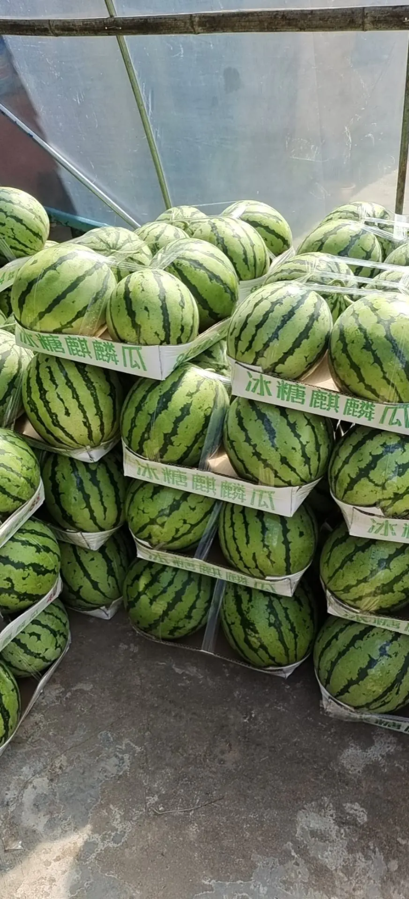 麒麟西瓜大棚麒麟头茬无籽西瓜皮薄汁多湖南西瓜