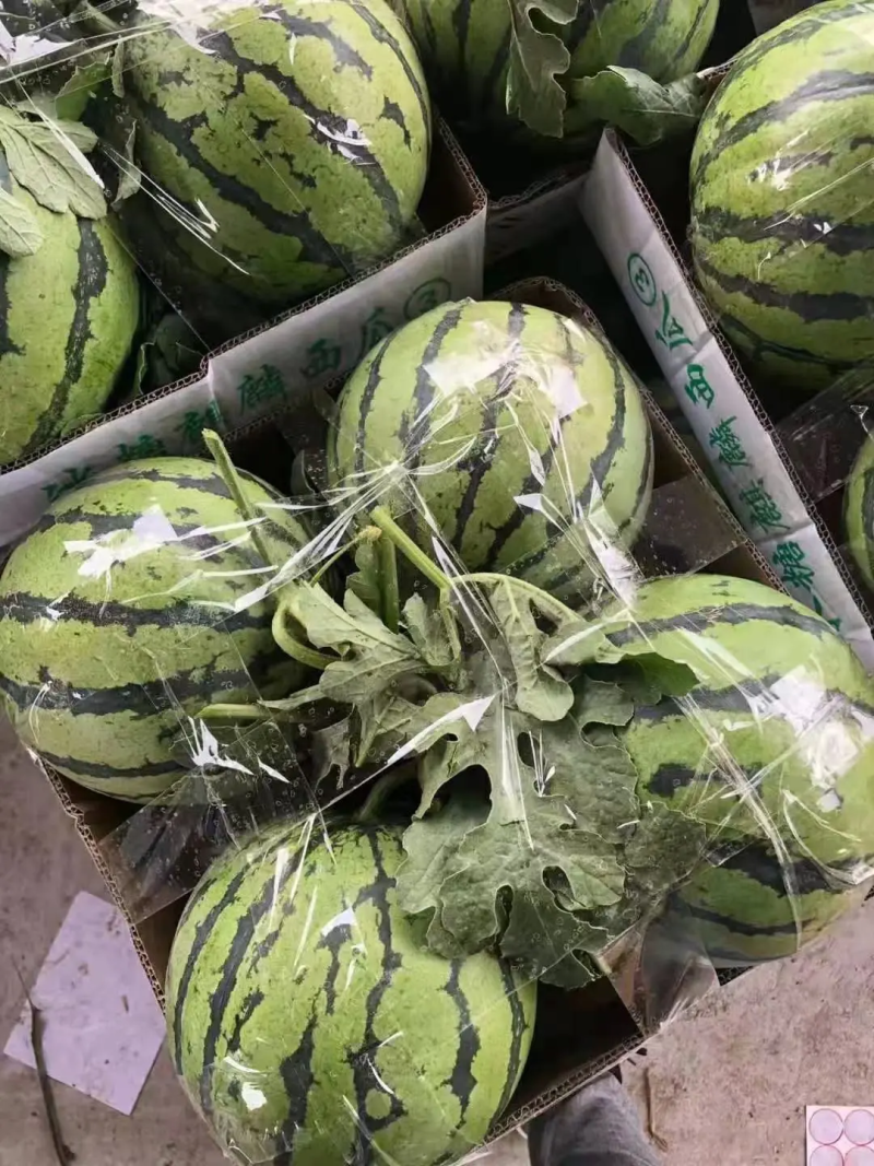 麒麟西瓜大棚麒麟头茬无籽西瓜皮薄汁多湖南西瓜
