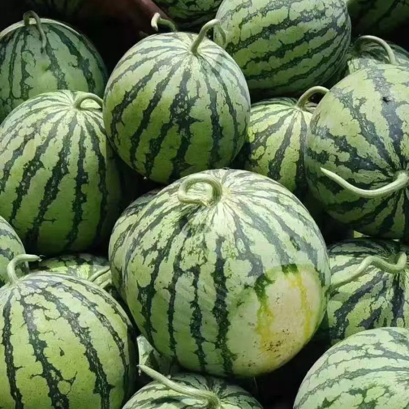 麒麟西瓜大棚麒麟头茬无籽西瓜皮薄汁多湖南西瓜