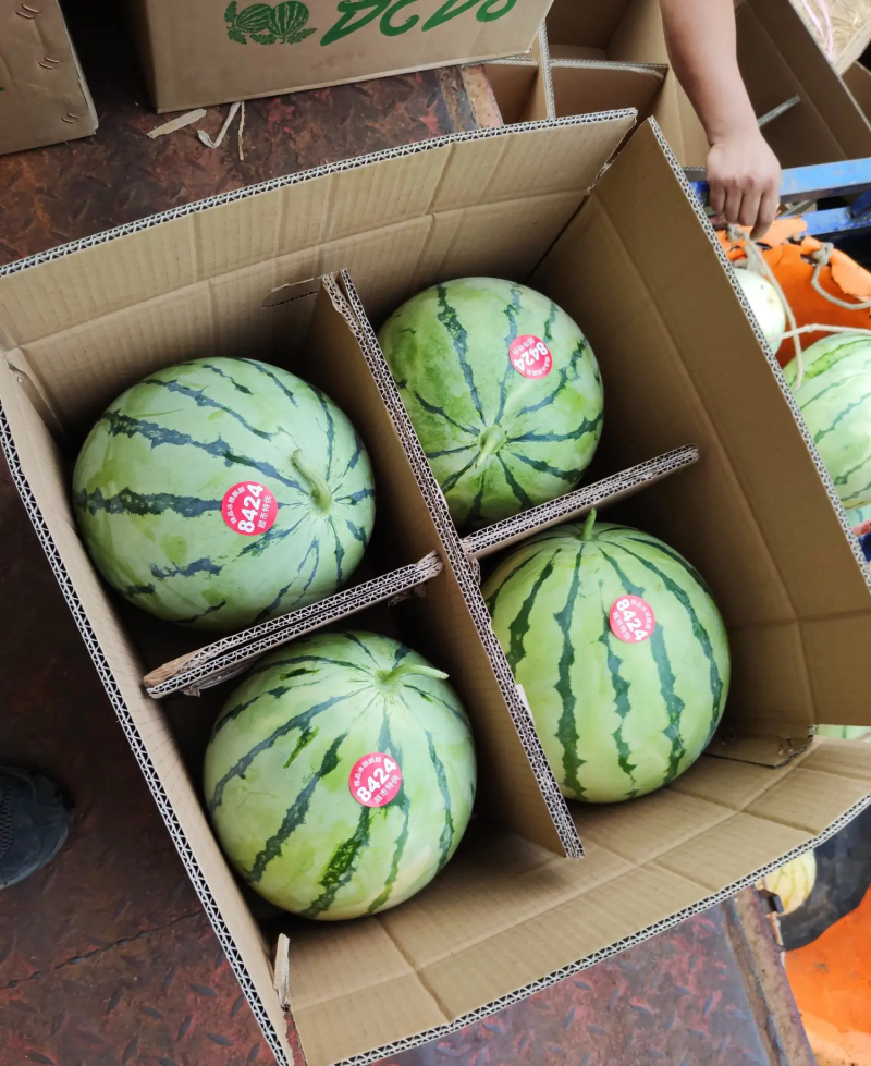 麒麟西瓜大棚麒麟头茬无籽西瓜皮薄汁多湖南西瓜