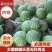 麒麟西瓜大棚麒麟头茬无籽西瓜皮薄汁多湖南西瓜