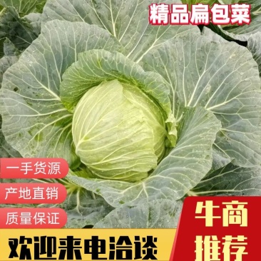 四川寒将军甘蓝，扁包菜，品质保证，长期有货，量大优惠
