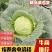 四川寒将军甘蓝，扁包菜，品质保证，长期有货，量大优惠